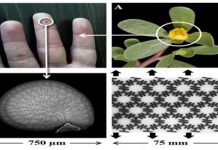Tech: Seed coats could lead to strong, tough, yet flexible materials — (Report)