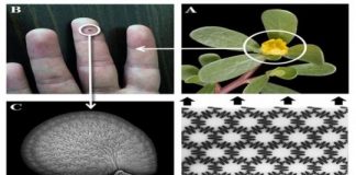 Tech: Seed coats could lead to strong, tough, yet flexible materials — (Report)