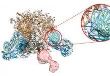 Research: Scripps Research study illuminates humoral immune response to experimental vaccines —