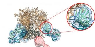 Research: Scripps Research study illuminates humoral immune response to experimental vaccines —
