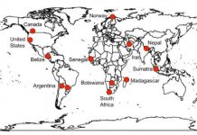 Research: Surviving large carnivores have far-reaching impact —