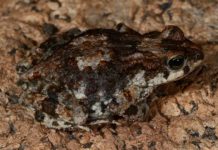 Research: A new earless pygmy toad discovered on one of Angola’s most underexplored mountains —