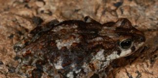 Research: A new earless pygmy toad discovered on one of Angola’s most underexplored mountains —