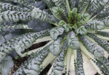 Research: Compounds in ‘monster’ radish could help tame cardiovascular disease —