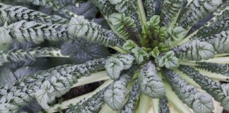 Research: Compounds in ‘monster’ radish could help tame cardiovascular disease —