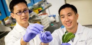 Tech: Fat-blocking effect of nanofibers discovered — (Report)