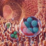 Study: Membrane-bound virus clusters provide promising target for the treatment of gastroenteritis, other diseases — (Details)