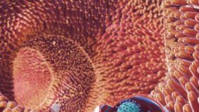 Study: Membrane-bound virus clusters provide promising target for the treatment of gastroenteritis, other diseases — (Details)