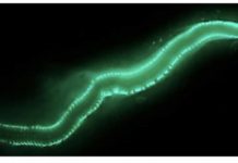 Research: Unique enzyme powers bioluminescent worms’ mating swarm —
