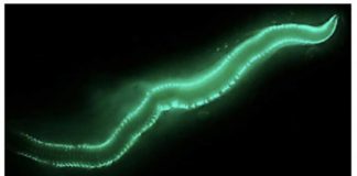 Research: Unique enzyme powers bioluminescent worms’ mating swarm —