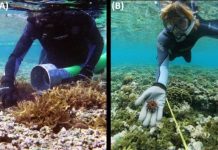 Research: Effective method to control algae growth on Hawaiian coral reefs —