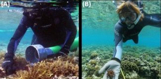 Research: Effective method to control algae growth on Hawaiian coral reefs —