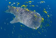 Research: Whale sharks, the world’s largest fish, roam less than previously thought —