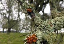 Research: Wildfire is reshaping forests and lichen communities —