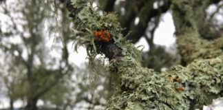 Research: Wildfire is reshaping forests and lichen communities —