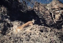 Research: NASA satellites assist states in estimating abundance of key wildlife species —