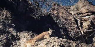 Research: NASA satellites assist states in estimating abundance of key wildlife species —