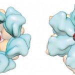 Study: Supercomputer simulations show new target in HIV-1 replication — (Details)