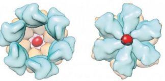 Study: Supercomputer simulations show new target in HIV-1 replication — (Details)