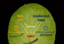 Research: A conversation between plants’ daily and aging clocks —