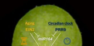 Research: A conversation between plants’ daily and aging clocks —