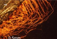 Research: These minerals provide a previously unknown habitat for microbes in nutrient-poor sediments —