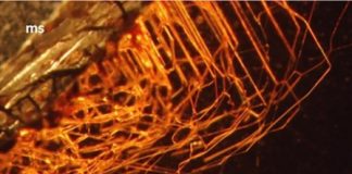 Research: These minerals provide a previously unknown habitat for microbes in nutrient-poor sediments —