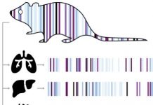 Research: New technique enables creation of a full developmental lineage record for cells in vivo —