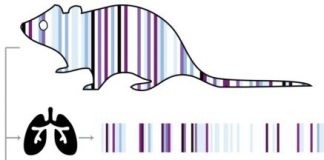 Research: New technique enables creation of a full developmental lineage record for cells in vivo —