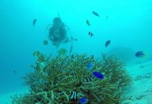 Research: Diverse symbionts of reef corals have endured since ‘age of dinosaurs’ —