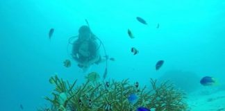 Research: Diverse symbionts of reef corals have endured since ‘age of dinosaurs’ —