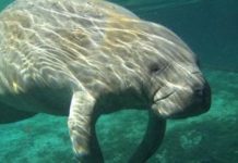 Research: Marine mammals lack functional gene to defend against popular pesticide —