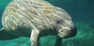 Research: Marine mammals lack functional gene to defend against popular pesticide —