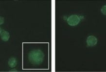 Tech: How to protect yeast from damage in biofuel production — (Report)
