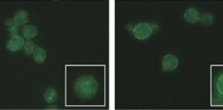 Tech: How to protect yeast from damage in biofuel production — (Report)