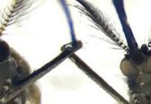 Research: New technology improves CRISPR-Cas9 gene editing in mosquitoes, other species —