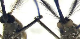 Research: New technology improves CRISPR-Cas9 gene editing in mosquitoes, other species —