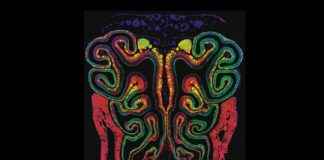 Study: Findings could help determine how dogs evolved such good noses — (Details)