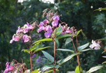 Research: Fresh insight into invasive plant that blights UK rivers —