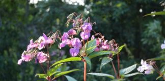 Research: Fresh insight into invasive plant that blights UK rivers —