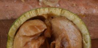 Research: Tough life in the savannah? Chimpanzee foods are mechanically more demanding than previously thought —