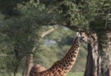 Research: Community-based conservation management has positive effect on wildlife —