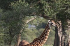 Research: Community-based conservation management has positive effect on wildlife —