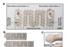 Research: Elastic, biocompatible, conductive mesh monitors electrophysiological signals and delivers thermal and electrical stimulations —