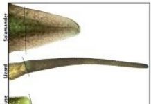 Research: When it comes to regrowing tails, neural stem cells are the key —