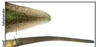 Research: When it comes to regrowing tails, neural stem cells are the key —