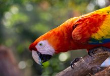 Research: Scarlet macaw DNA points to ancient breeding operation in Southwest —