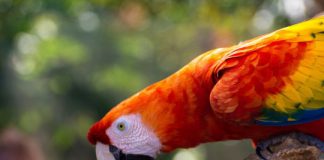 Research: Scarlet macaw DNA points to ancient breeding operation in Southwest —
