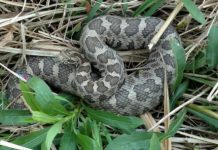 Research: Illinois’ imperiled eastern massasauga rattlesnakes retain genetic diversity —