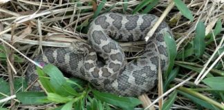 Research: Illinois’ imperiled eastern massasauga rattlesnakes retain genetic diversity —